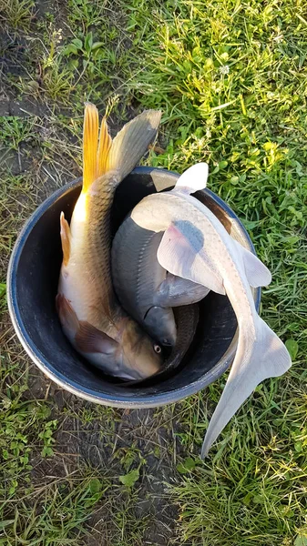 Fish Cards Sturgeon Caught Fishing Bucket — Stock Photo, Image