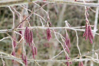 kızılağaç, kızılağaç, gül-mor tomurcuklar kedicikler