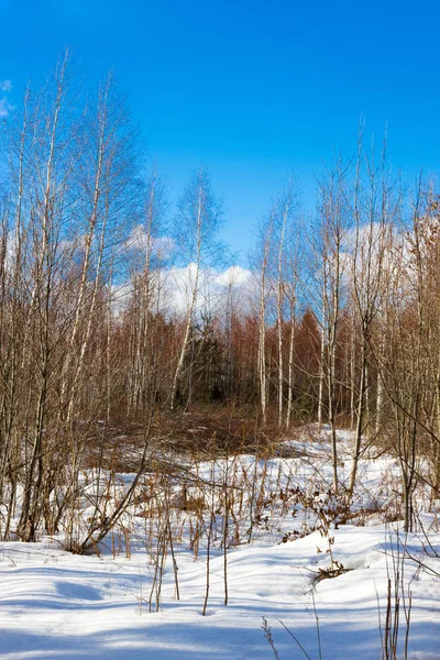 Soleado Paisaje Invernal Bosque Campo Nieve — Foto de Stock