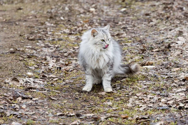 Kočka Jazykem Který Olízl — Stock fotografie
