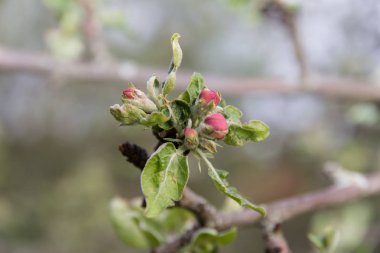 Elma çiçekleri ve tomurcukları baharda yakın
