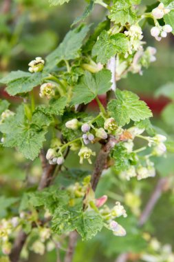 İlkbaharda bahçede küçük çiçekler ve yeşil yaprakları ile çiçekli frenk üzümü Bush