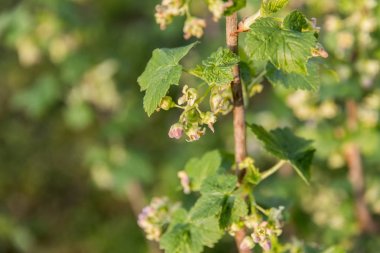İlkbaharda bahçede küçük çiçekler ve yeşil yaprakları ile çiçekli frenk üzümü Bush