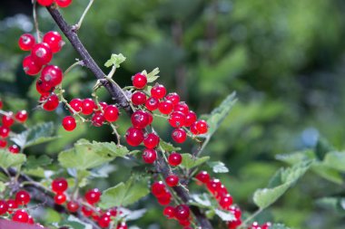 Bush olgun kırmızı kuş üzümü