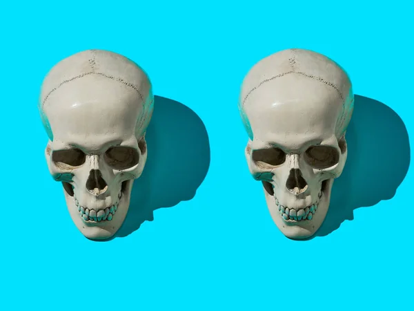 Couple of human skulls on bright blue background