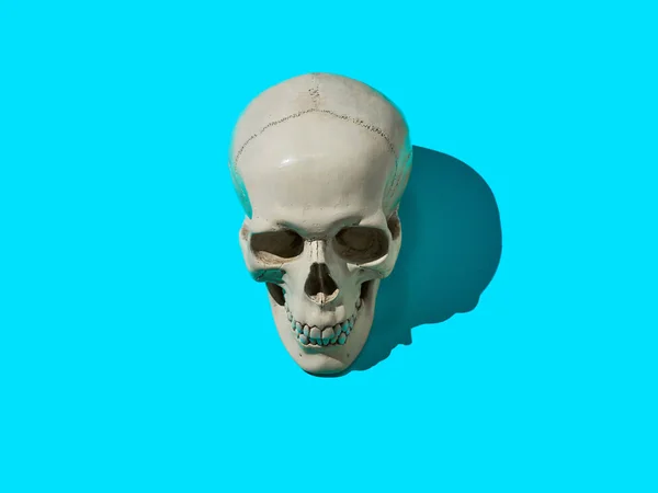 Human skull on bright blue background