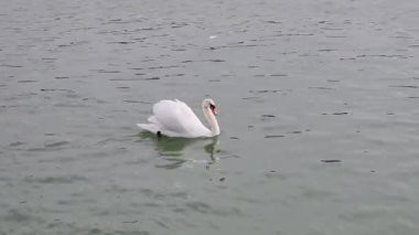Bir kuğu nehirde yüzüyor..