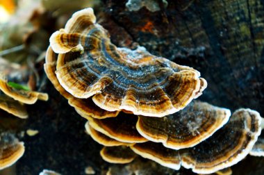 Orman Ağaç gövdesinde mantar