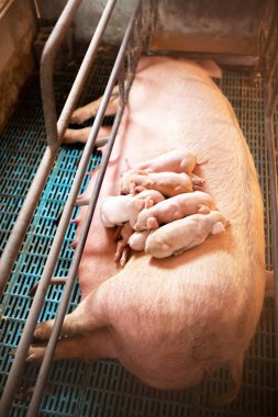 Çiftlikte bir domuz kaleminde genç domuzlar ile Sow