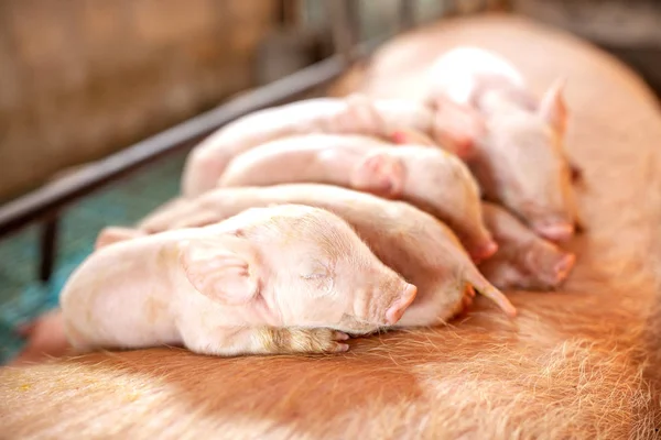 Group of small pigs sleep peacefully on there mother at piglet