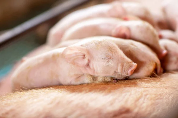 Group of small pigs sleep peacefully on there mother at piglet