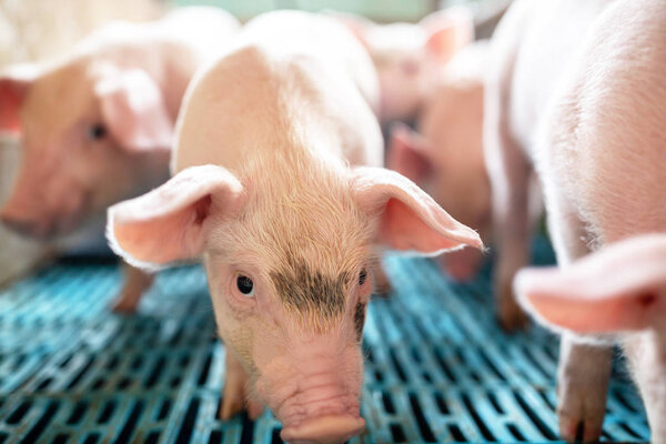 Экологические свиньи и поросята на домашней ферме
