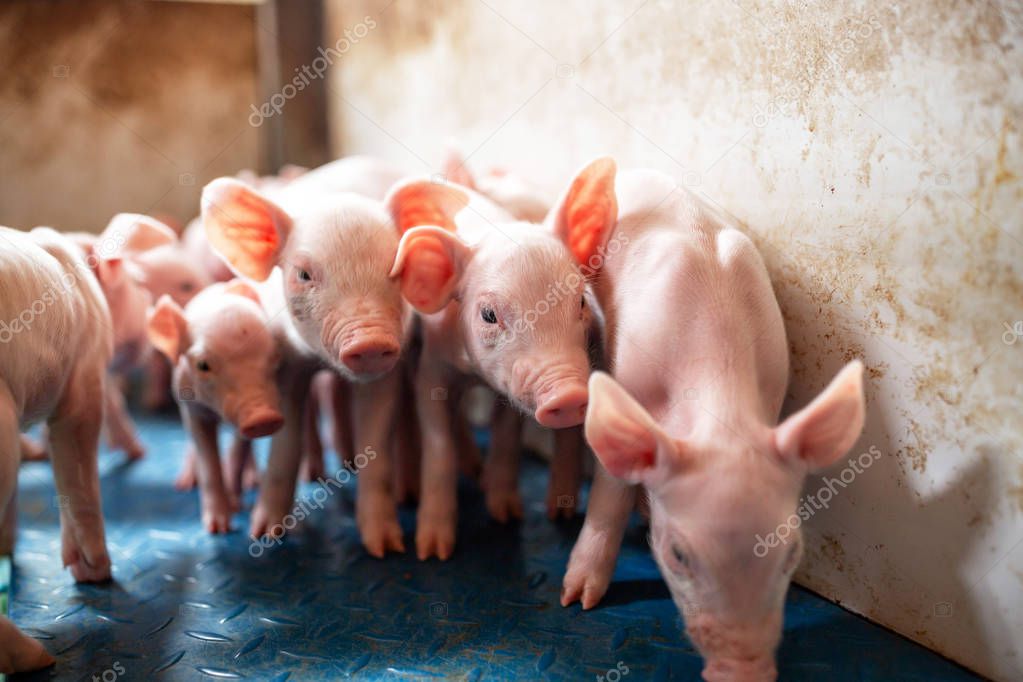 Ecological pigs and piglets at the domestic farm