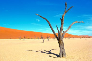 Kuru Deadvlei tuz tavasında ölü ağaçlar, Namib Naukluft Parkı, Namibya, Afrika