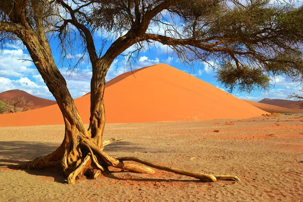 Duna Areia Vermelha Sossusvlei Parque Nacional Namib Naukluft Deserto Namib — Fotografia de Stock