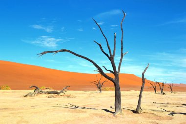 Kuru Deadvlei tuz tavasında ölü ağaçlar, Namib Naukluft Parkı, Namibya, Afrika