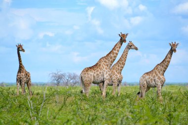 Etosha Ulusal Parkı, Namibya, Afrika 'daki bir grup zürafa..