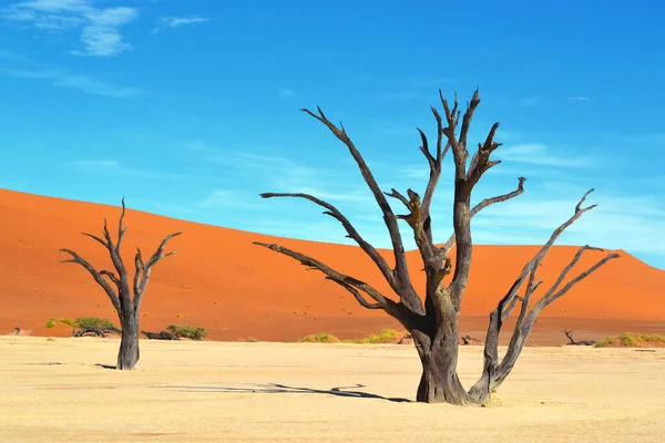 Árvores Mortas Frigideira Seca Deadvlei Namib Naukluft Park Namíbia África — Fotografia de Stock