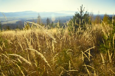 Slovakya 'nın High Tatras kentindeki ulusal parkta gün batımında bir orman yamacında çim kulakları.