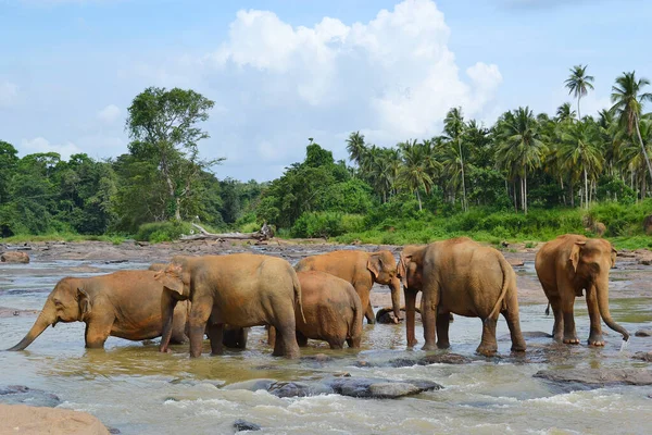 Pinnawela Ελέφαντα Ορφανοτροφείο Κοπάδι Ελεφάντων Στο Ποτάμι Pinnawela Σρι Λάνκα — Φωτογραφία Αρχείου