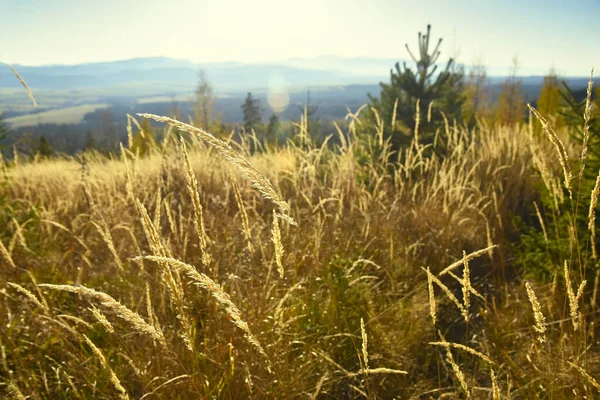 Slovakya 'nın High Tatras kentindeki ulusal parkta gün batımında bir orman yamacında çim kulakları.