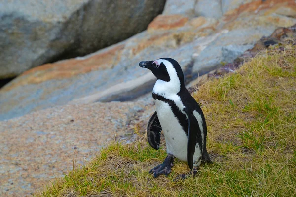 海の近くの海岸にアフリカペンギン アフリカペンギン Spheniskus Devisus ジャークペンギンやブラックフットペンギンとも呼ばれる 南アフリカのケープタウン付近 — ストック写真