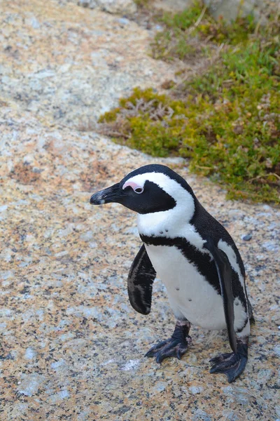 海の近くの海岸にアフリカペンギン アフリカペンギン Spheniskus Devisus ジャークペンギンやブラックフットペンギンとも呼ばれる 南アフリカのケープタウン付近 — ストック写真