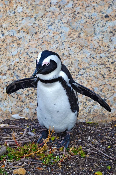 海の近くの海岸にアフリカペンギン アフリカペンギン Spheniskus Devisus ジャークペンギンやブラックフットペンギンとも呼ばれる 南アフリカのケープタウン付近 — ストック写真