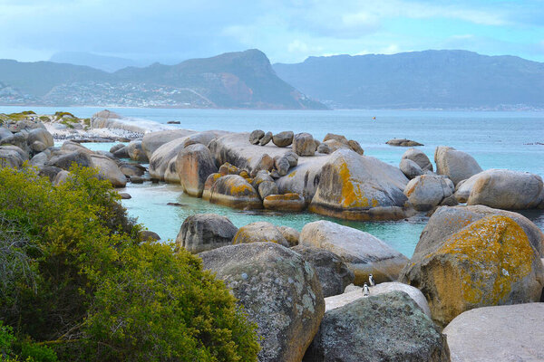 A place with huge boulders where flocks of small African penguins occur on Boulder Beach near Cape Town in South Africa
