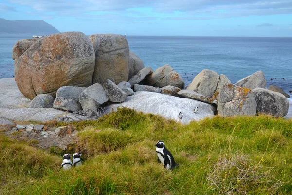 African penguin among boulders in grass on ocean coast. African penguin (Spheniskus demersus), also known as spectacled penguin and black penguin. Two penguins are watching the third passing penguin. Near Cape Town, South Africa