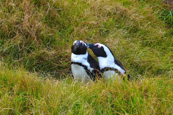 海岸の芝生の上でアフリカペンギン アフリカペンギン Spheniskus Devisus ペンギンや黒ペンギンとも呼ばれる ペンギンのカップルに愛された 南アフリカのケープタウン付近 — ストック写真