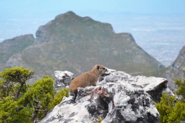 Cape Town, Güney Afrika 'daki Masa Dağı Ulusal Parkı' nda Rock Hyrax (dassie) veya Procavia capensis.