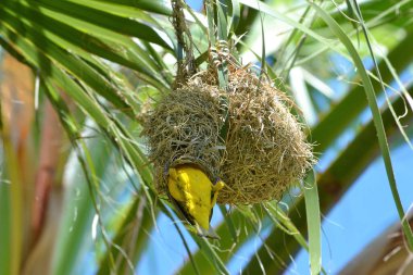 Bahçe dokumacı erkek (Ploceus cucullatus) yuvasına girer. Yuva, palmiye ağacının yapraklarının gölgesinde asılı olan kuru otlardan yapılmıştır. Botswana.
