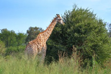 Botswana, Afrika 'daki Moremi Ulusal Parkı' nda bir zürafa yapraklarını yiyor..
