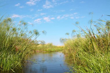 Okavango deltası, sudan yetişen bitkiler çoğunlukla Cyperus papirüsü. Mokoro 'dan gelen bir tekneden alınmış, yerel bir rehber tarafından uzun bir ahşap lath ile yüzdürülmüş, Botswana, Afrika.