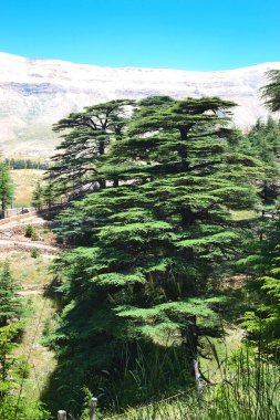 Lübnan sedir ağacı. Bsharri 'de bulunan Tanrı' nın sedir ağacı, bir zamanlar Lübnan Dağı 'nı geçen Lübnan sedir ormanlarının son kalıntılarından biridir. Sedir, Lübnan 'ın bir sembolüdür..