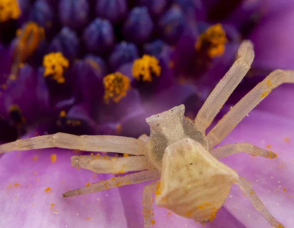 Thomistus Onostus Posando Uma Flor — Fotografia de Stock