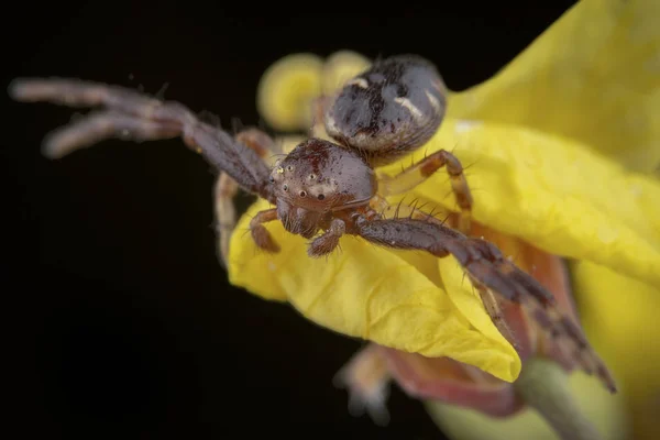 Synema Globosum Crabe Araignée — Photo