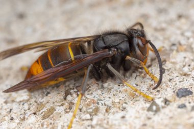 Gerçek Vespa Velutina makro