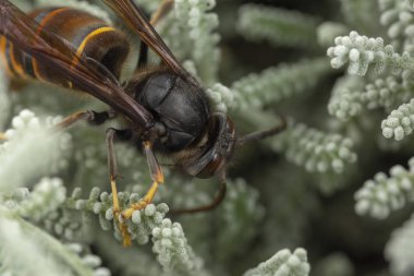 Gerçek Vespa Velutina makro