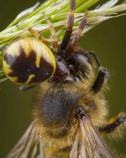 Pequeña abeja de miel atrapada por araña —  Fotos de Stock