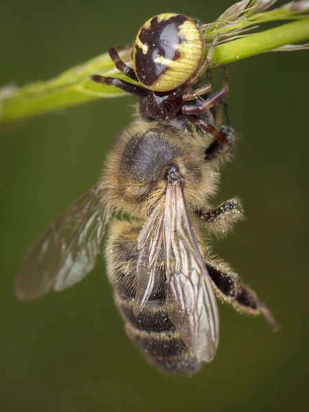 Petite abeille de miel attrapée par l'araignée — Photo