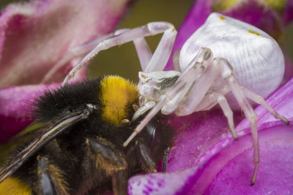 Little honey bee caught by spider — Stock Photo, Image