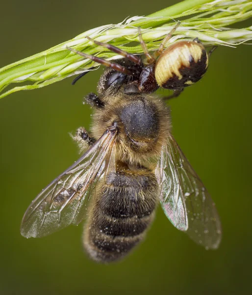 Petite abeille de miel attrapée par l'araignée — Photo
