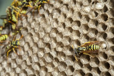 Bazı WASP örnekleri ile Polistes arısı WASP yuva
