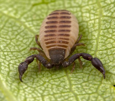 Yeşil bir bırakma üzerinde poz bebek sözde akrep