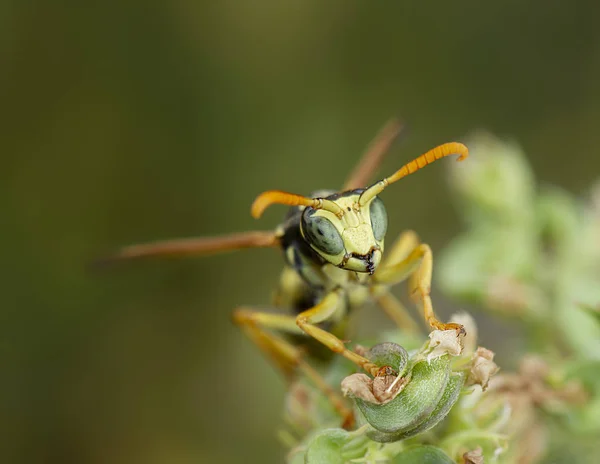 Macro portrait of a polistes dominula wasp posing on a flower — Stock Photo, Image