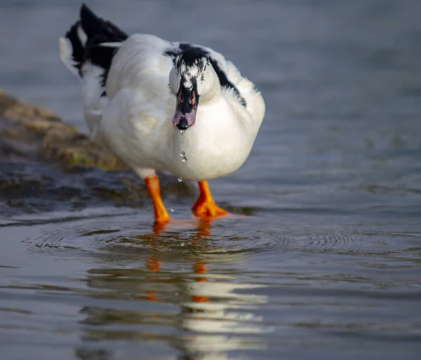 Pato adulto água potável em um rio com gotas de água caindo — Fotografia de Stock