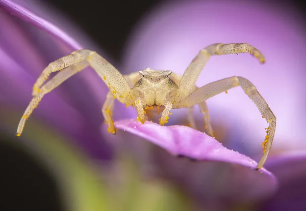 Amarelo Tomisidae Onostus aranha andando e posando em uma flor rosa — Fotografia de Stock