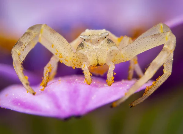 Amarelo Tomisidae Onostus aranha andando e posando em uma flor rosa — Fotografia de Stock